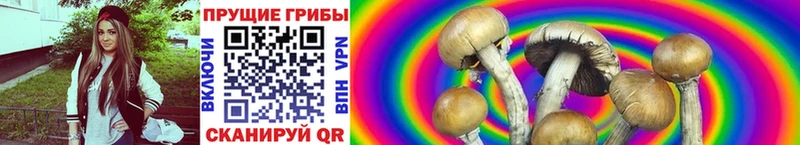 Купить где  Звенигород  Галлюциногенные грибы Psilocybe 
